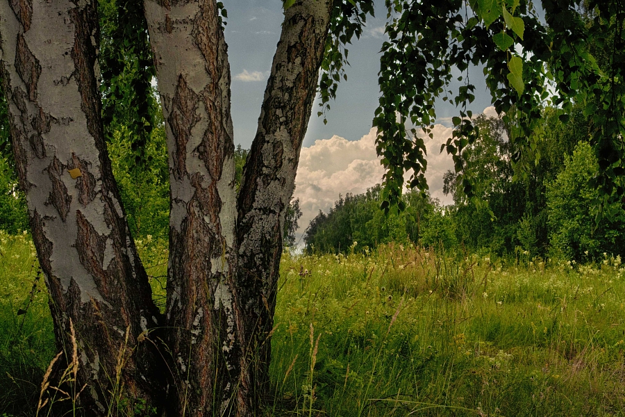 Березки