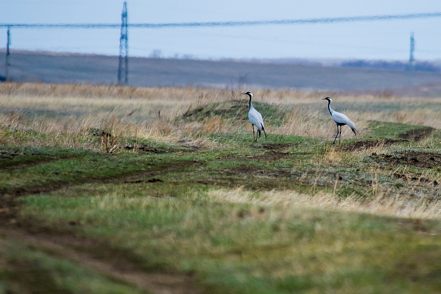 Журавль красавка (серия)